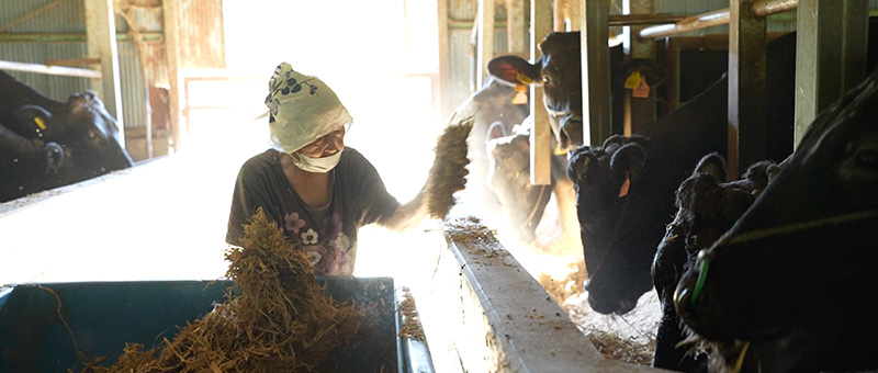 NINJA BEEF Movie 1cut